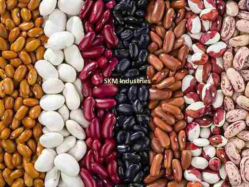 Rajma seed